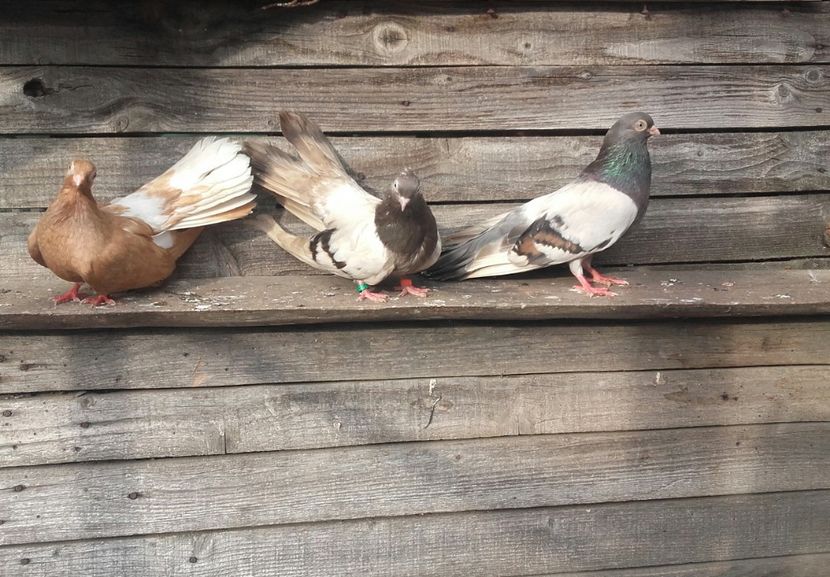 20180615_185516-1 - 9-Dungat Romanesc