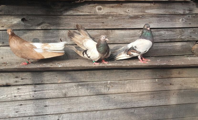 20180615_185514-1 - 9-Dungat Romanesc