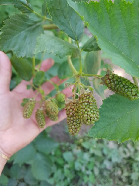  - Mur SPANIA EXTRA -fara spini