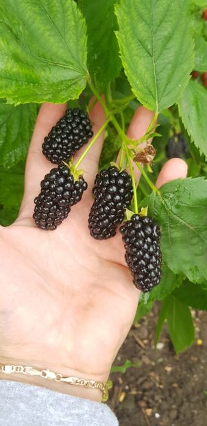  - Mur SPANIA EXTRA -fara spini