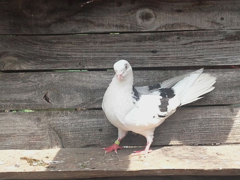  - 4-Jucatori de Galati