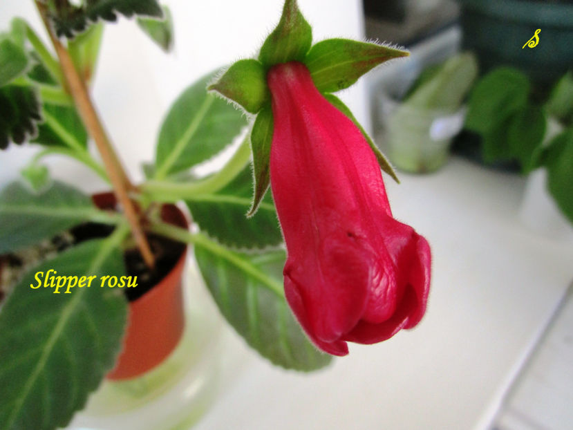 Slipper rosu(16-06-2018)'' - Gloxinii 2018