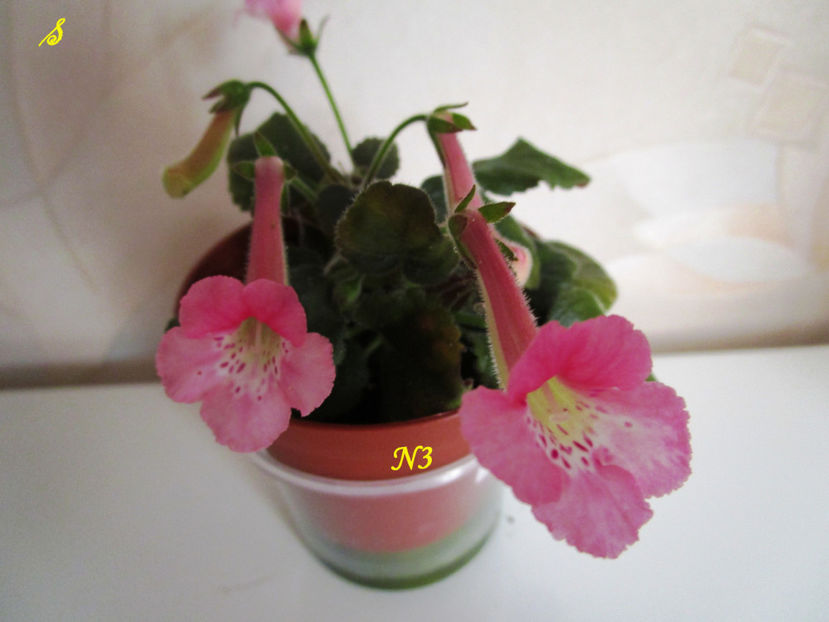 SRG s Pink Eruption(N3)(16-06-2018) - Sinningii 2018