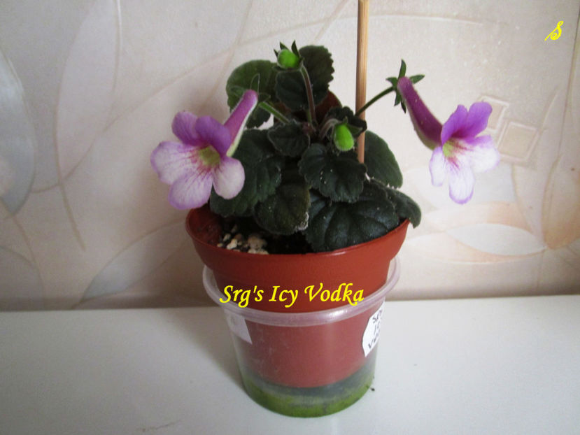 SRG s Icy Vodka(16-06-2018) - Sinningii 2018