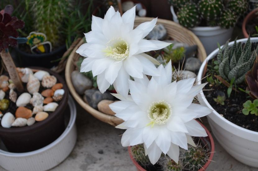  - suculente si cactusi