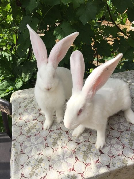  - Două surori 4 luni