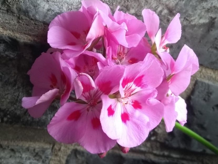 35349767_2002831339790304_8880695133385785344_n - Copy - muscate