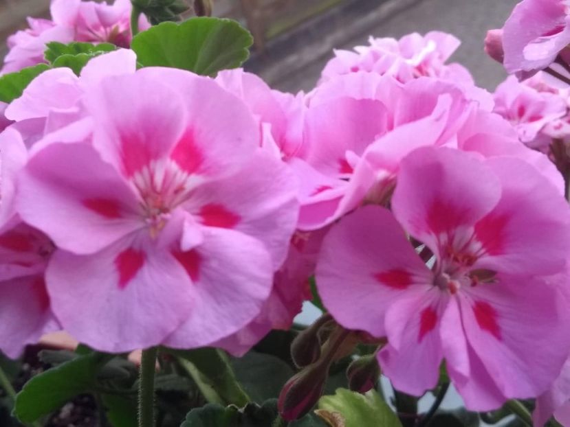 35380187_2002830989790339_5431815345063067648_n - Copy - muscate