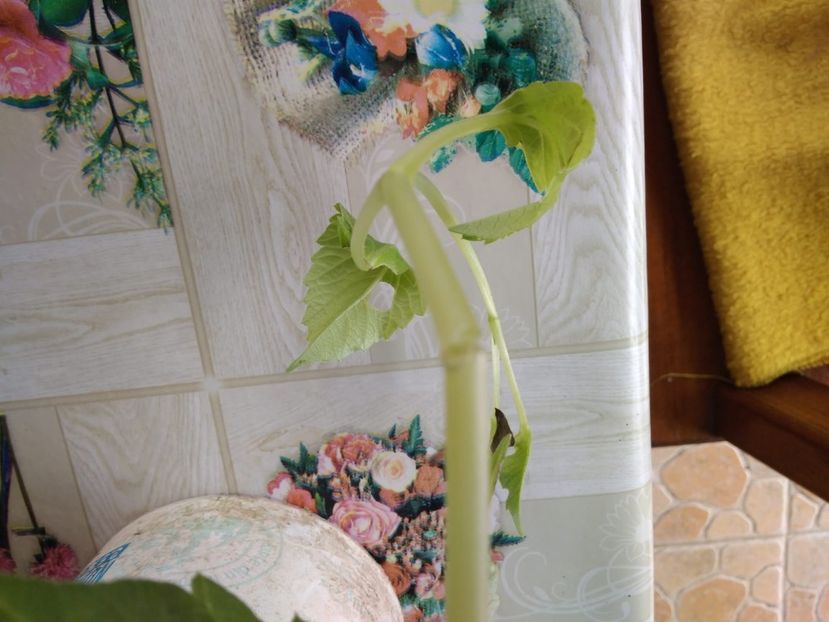 IMG-20180615-WA0004 - URGENT