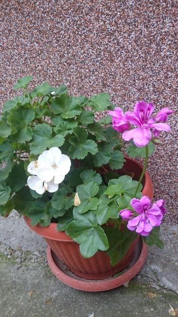 1529134056306-1816897384 - 2018 VARA