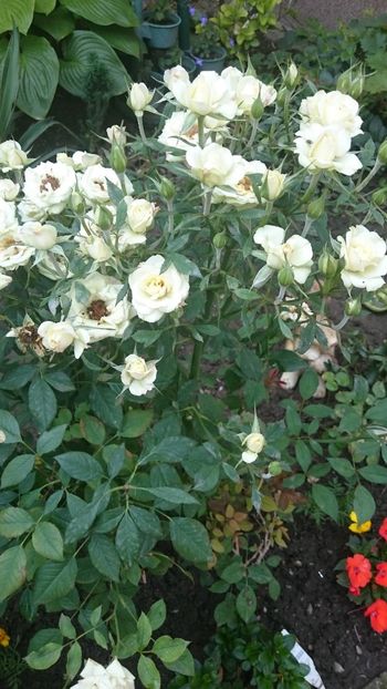 1529134206473-934354545 - 2018 VARA