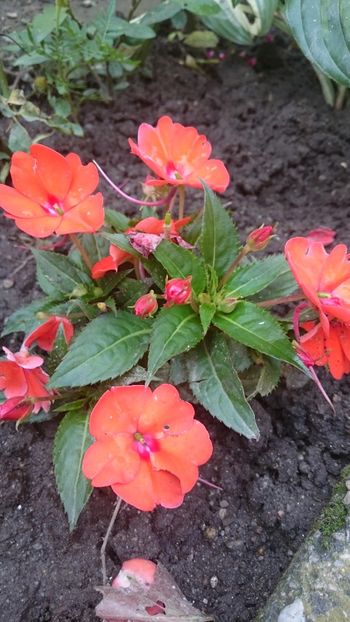 1529134444190-2032791030 - 2018 VARA