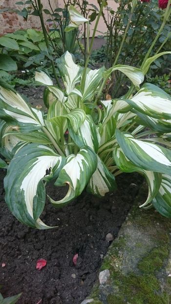 1529134454182-1678233540 - 2018 VARA