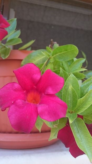 1529134473288-994639989 - 2018 VARA