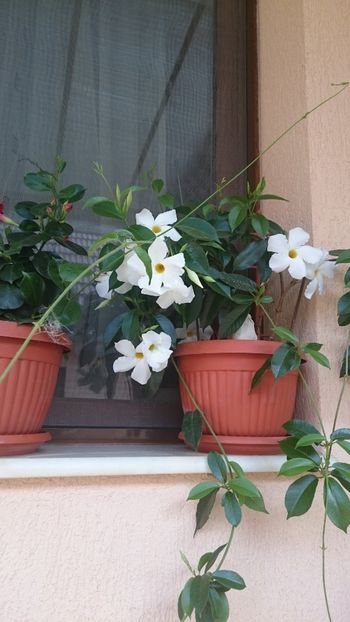 1529134527600-2097127169 - 2018 VARA