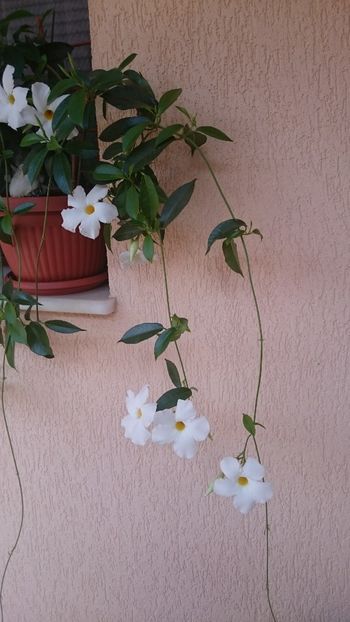 1529134542660-1785631811 - 2018 VARA