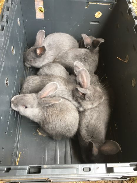 Deparazitare 16.06.18...5 F si 1 M - 2 - Cuib 30-04-2018 - 6 pui