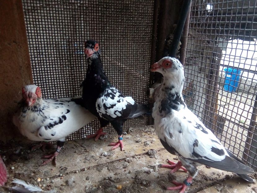 F - Indian german 2018