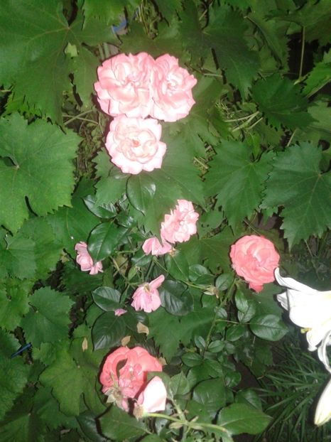  - IN GRADINA