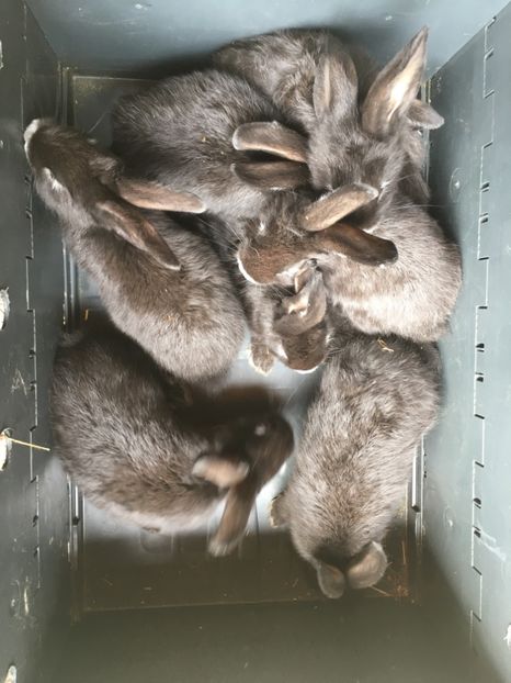 Deparazitare 16.06.18...5 M si 2 F - 2 - Cuib 02-05-2018 - 7 pui