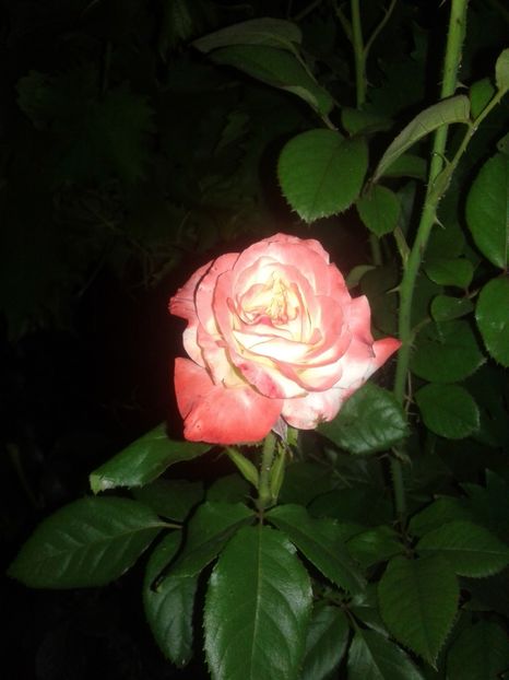  - IN GRADINA