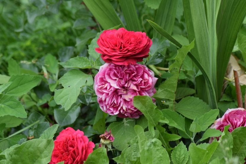 Mic si plin de buruieni - Red Leonardo da Vinci