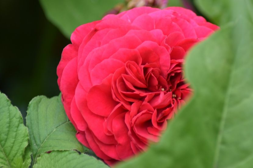  - Red Leonardo da Vinci