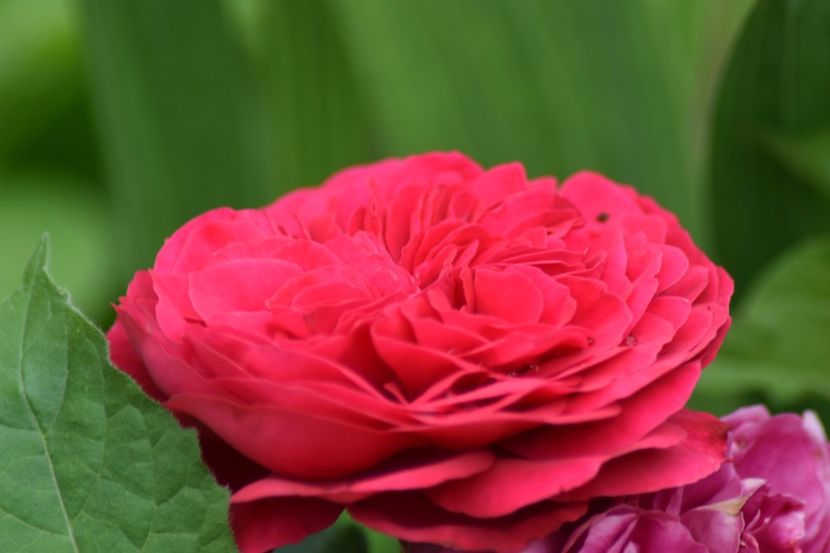  - Red Leonardo da Vinci