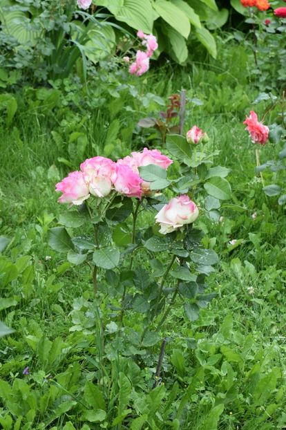  - Dimov 85-posibil Princess de Monaco