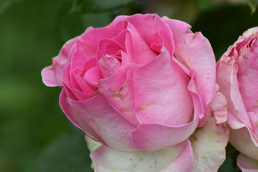  - Dimov 85-posibil Princess de Monaco