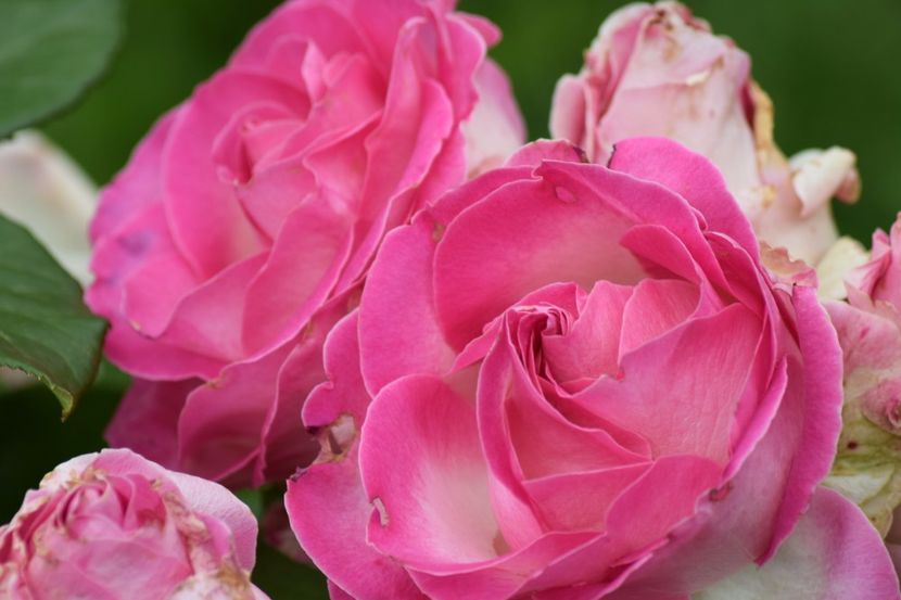  - Dimov 85-posibil Princess de Monaco