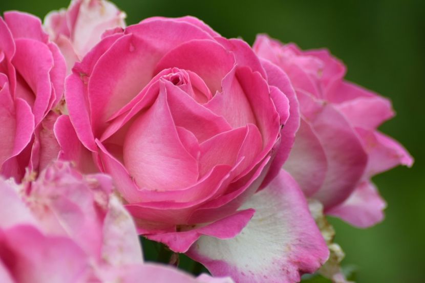  - Dimov 85-posibil Princess de Monaco