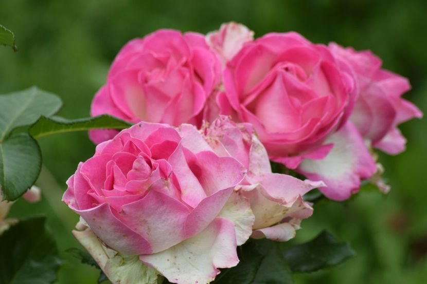  - Dimov 85-posibil Princess de Monaco