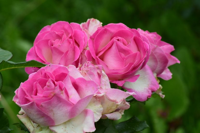  - Dimov 85-posibil Princess de Monaco