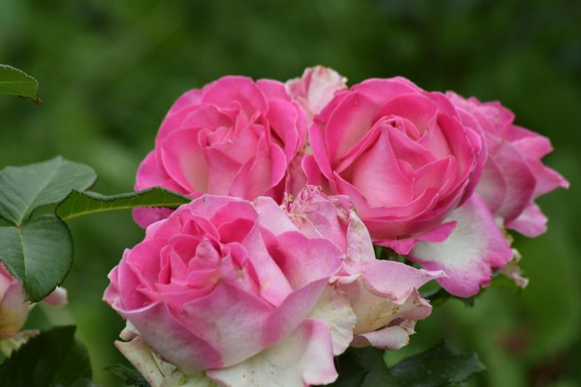  - Dimov 85-posibil Princess de Monaco