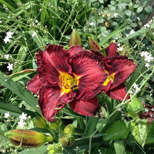 Berrylicious - Hemerocallis 2018
