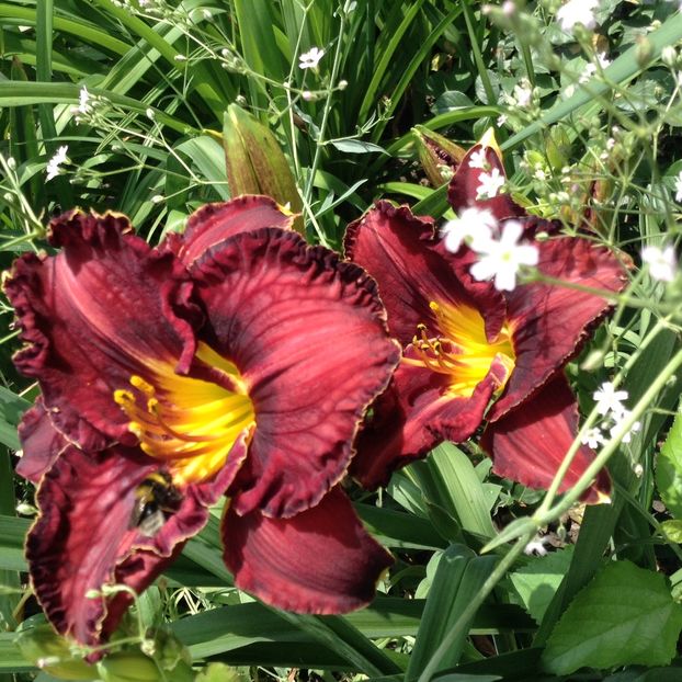 image - Hemerocallis 2018