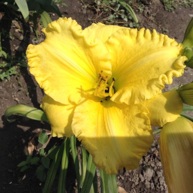 Hello sunshine - Hemerocallis 2018