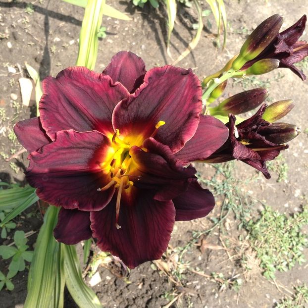 Obsidian - Hemerocallis 2018