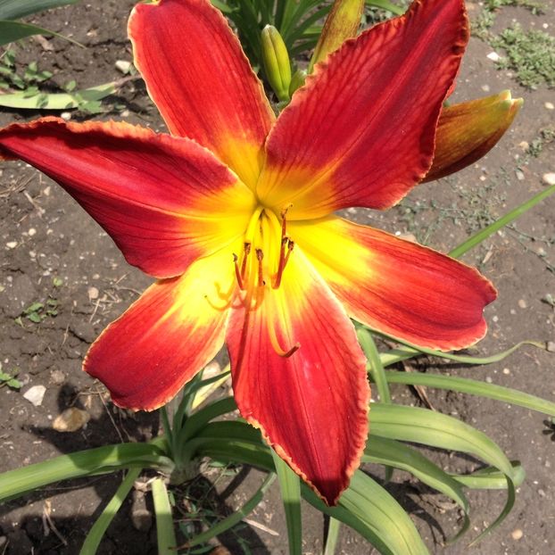 All american chief - Hemerocallis 2018