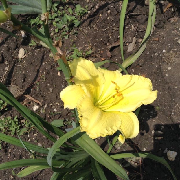 Omomuki - Hemerocallis 2018