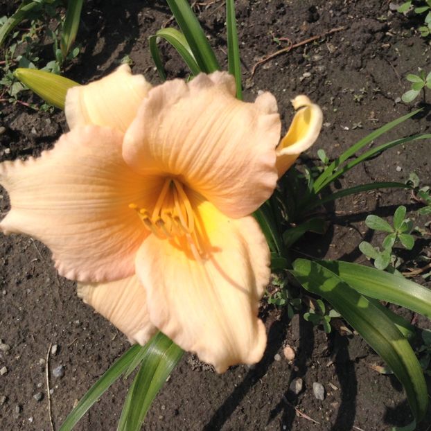 Mini pearls - Hemerocallis 2018