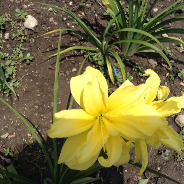 Double river why - Hemerocallis 2018