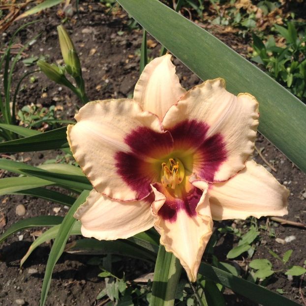 image - Hemerocallis 2018