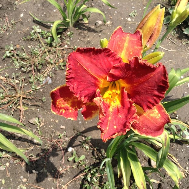 Siloam paul - Hemerocallis 2018