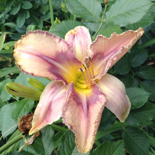 Mildred mitchell - Hemerocallis 2018