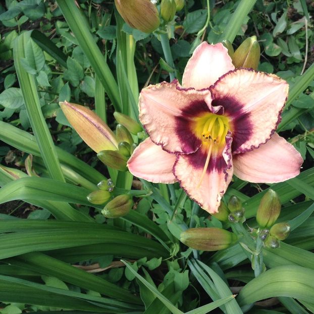image - Hemerocallis 2018