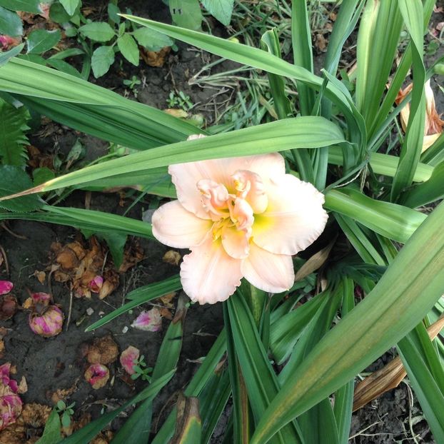 Siloam double classic - Hemerocallis 2018