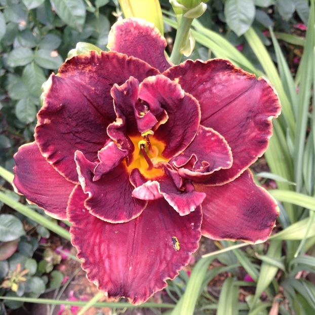 Night ember - Hemerocallis 2018
