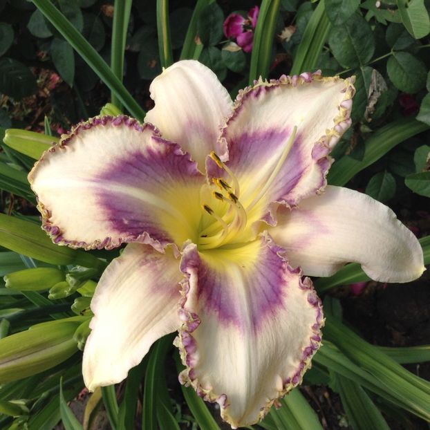 Destineed to see - Hemerocallis 2018